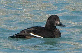 Velvet Scoter