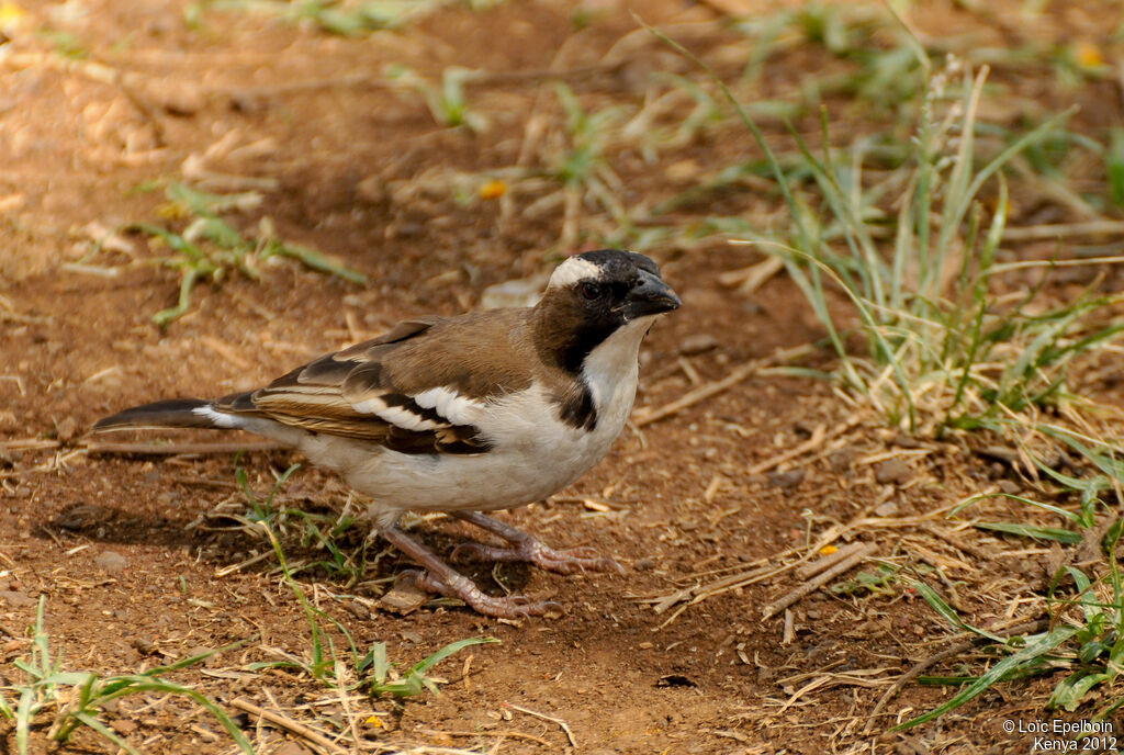 White-browed Sparrow-Weaver