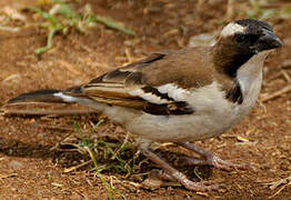 White-browed Sparrow-Weaver