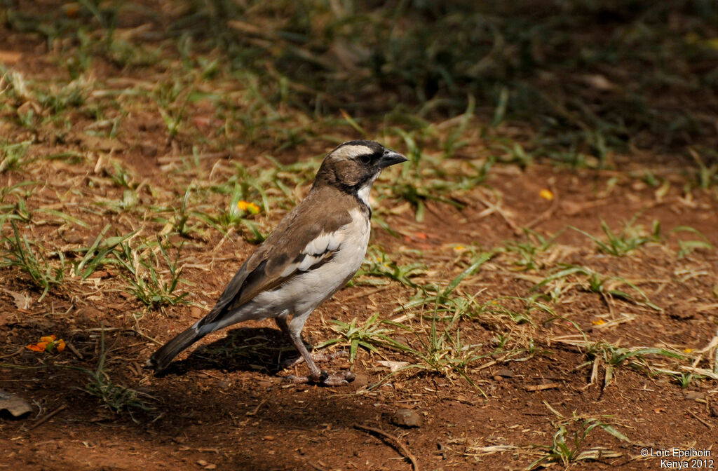 White-browed Sparrow-Weaver