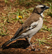 White-browed Sparrow-Weaver