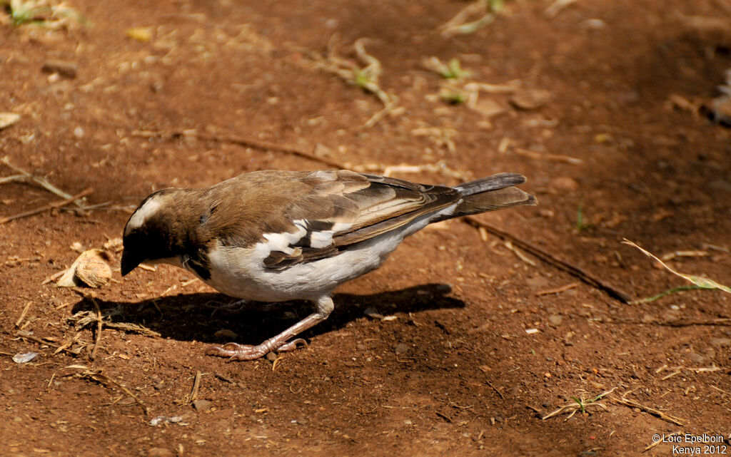 White-browed Sparrow-Weaver