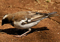 White-browed Sparrow-Weaver