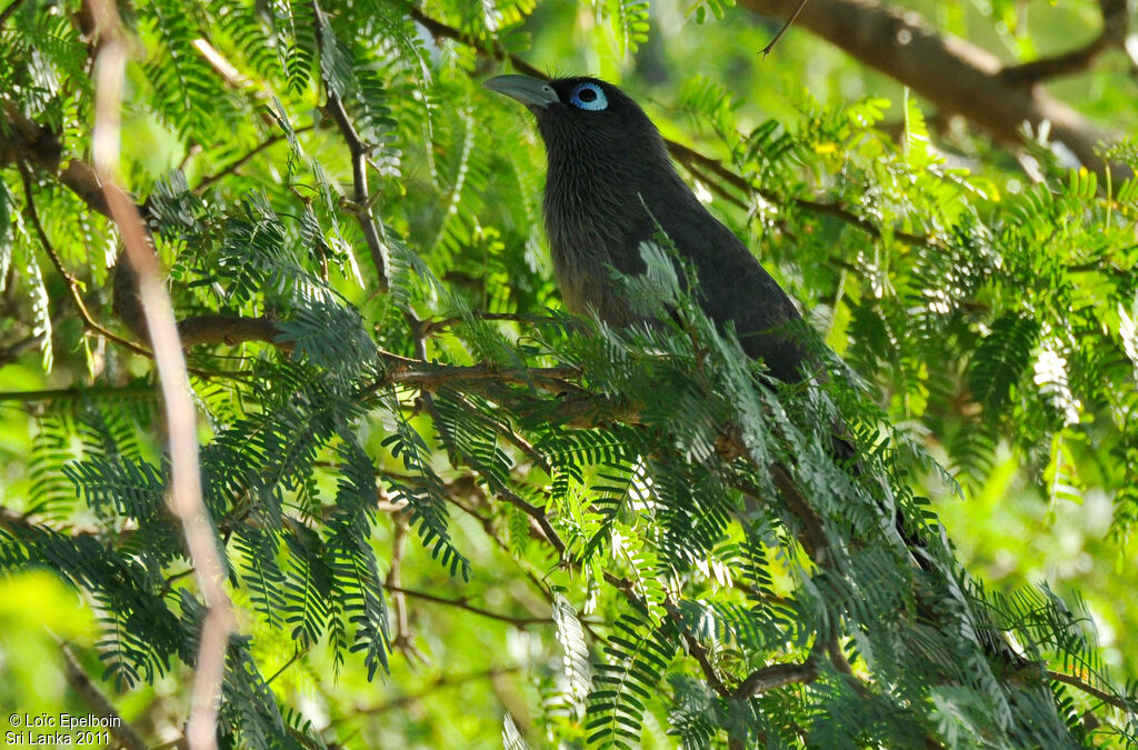 Blue-faced Malkoha