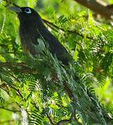 Blue-faced Malkoha