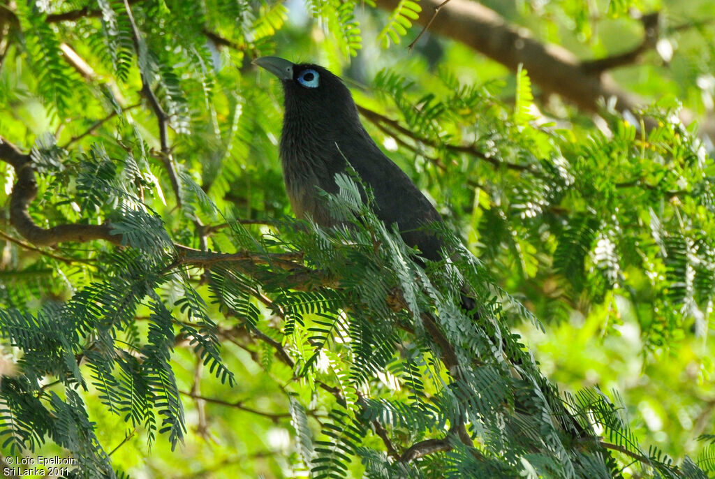 Blue-faced Malkoha