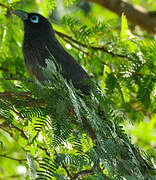 Blue-faced Malkoha