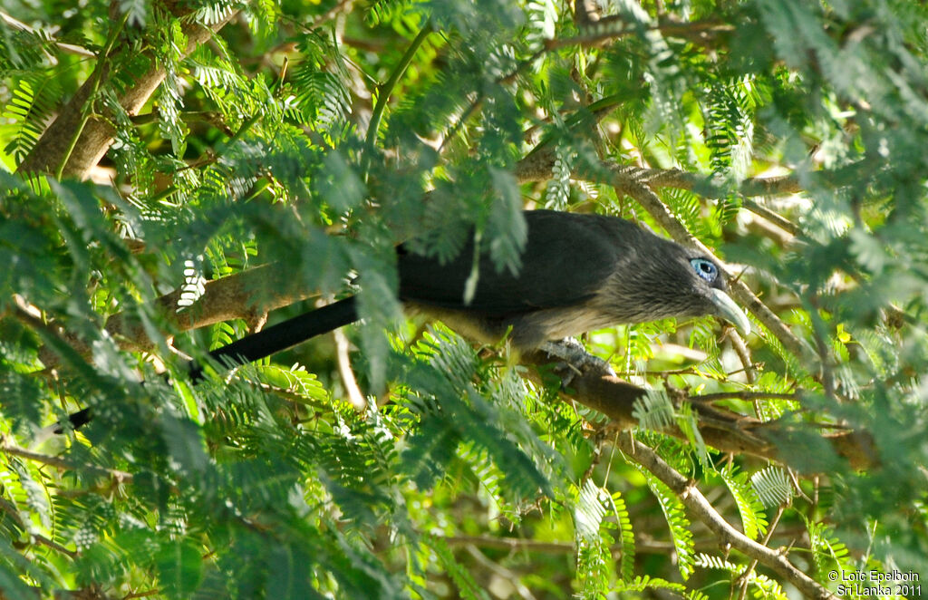 Blue-faced Malkoha