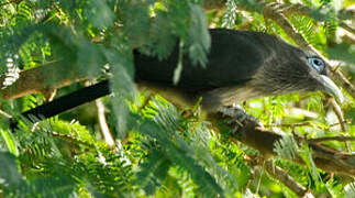 Blue-faced Malkoha