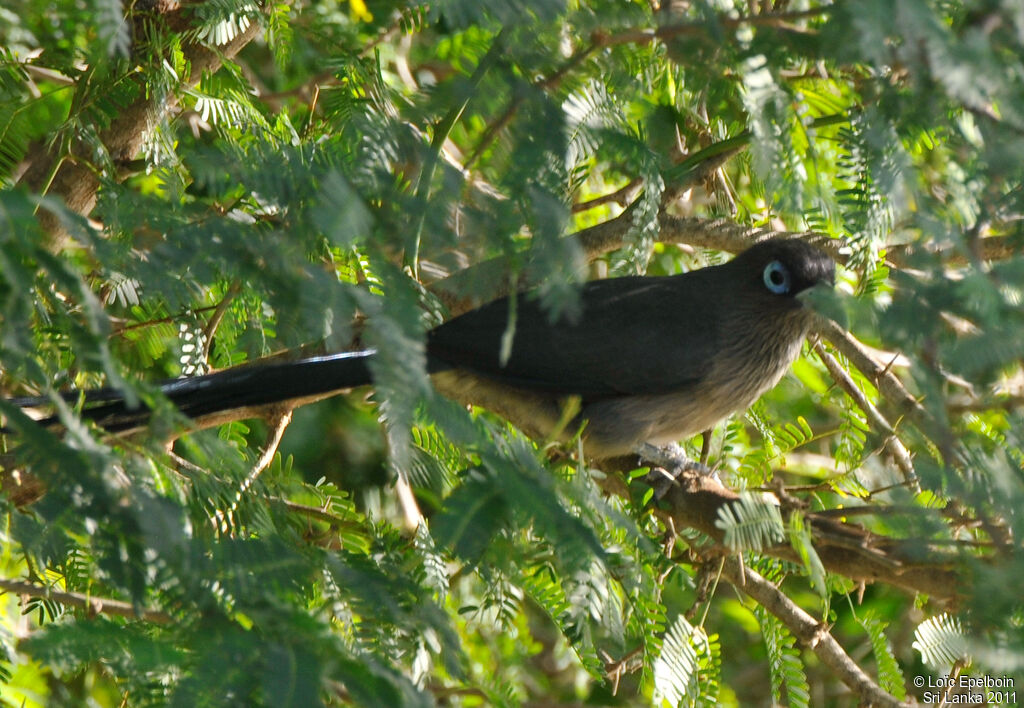 Blue-faced Malkoha