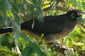 Blue-faced Malkoha