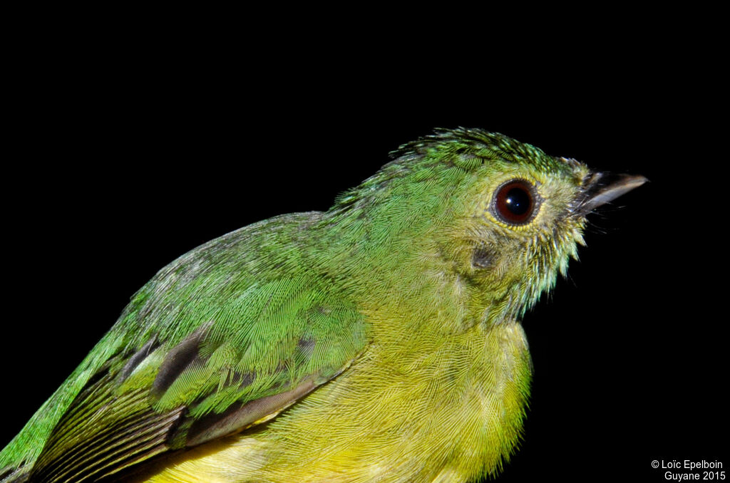 White-fronted Manakin