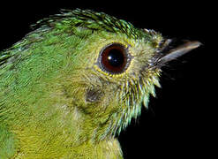 White-fronted Manakin