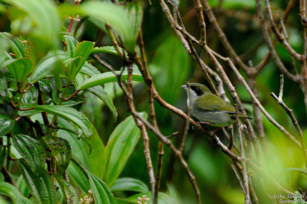 Manakin à gorge blanche mâle immature