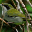 Manakin à gorge blanche