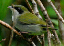 Manakin à gorge blanche