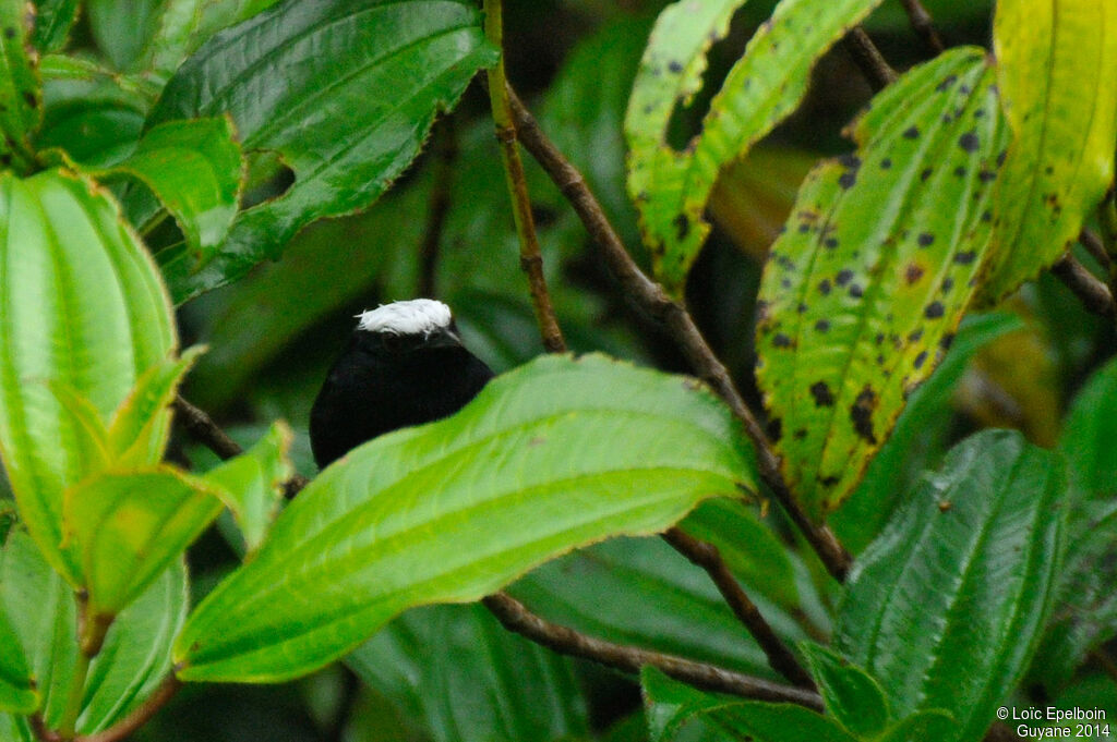 Manakin à tête blanche