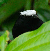 White-crowned Manakin