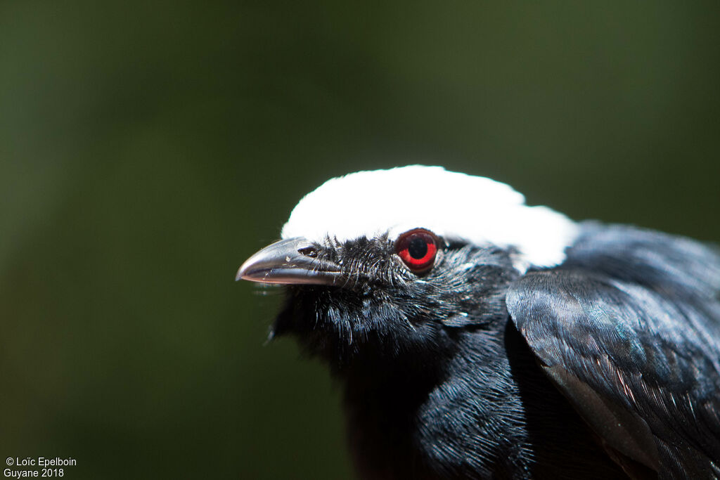 White-crowned Manakin