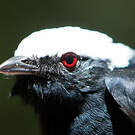 Manakin à tête blanche