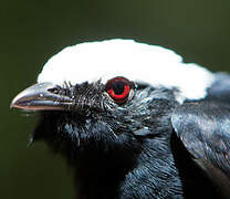 White-crowned Manakin