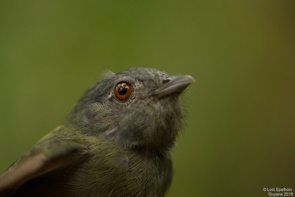 Manakin à tête blanche