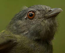 White-crowned Manakin