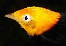 Golden-headed Manakin