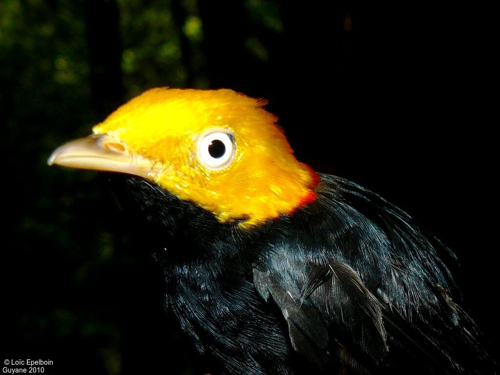 Manakin à tête d'or