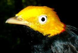 Golden-headed Manakin