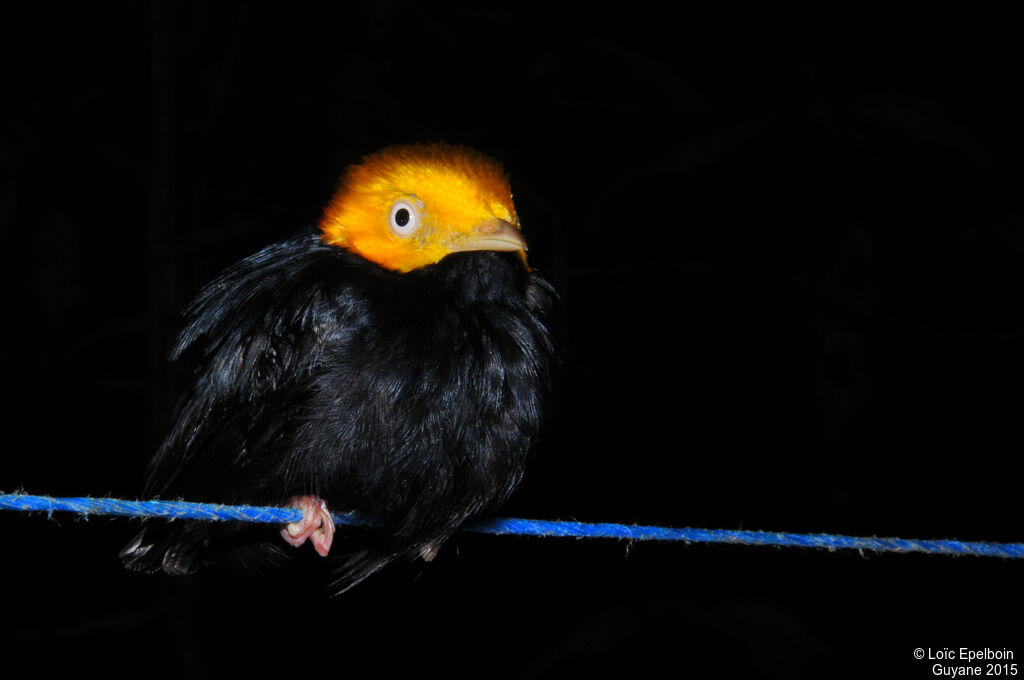 Manakin à tête d'or