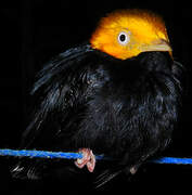 Golden-headed Manakin