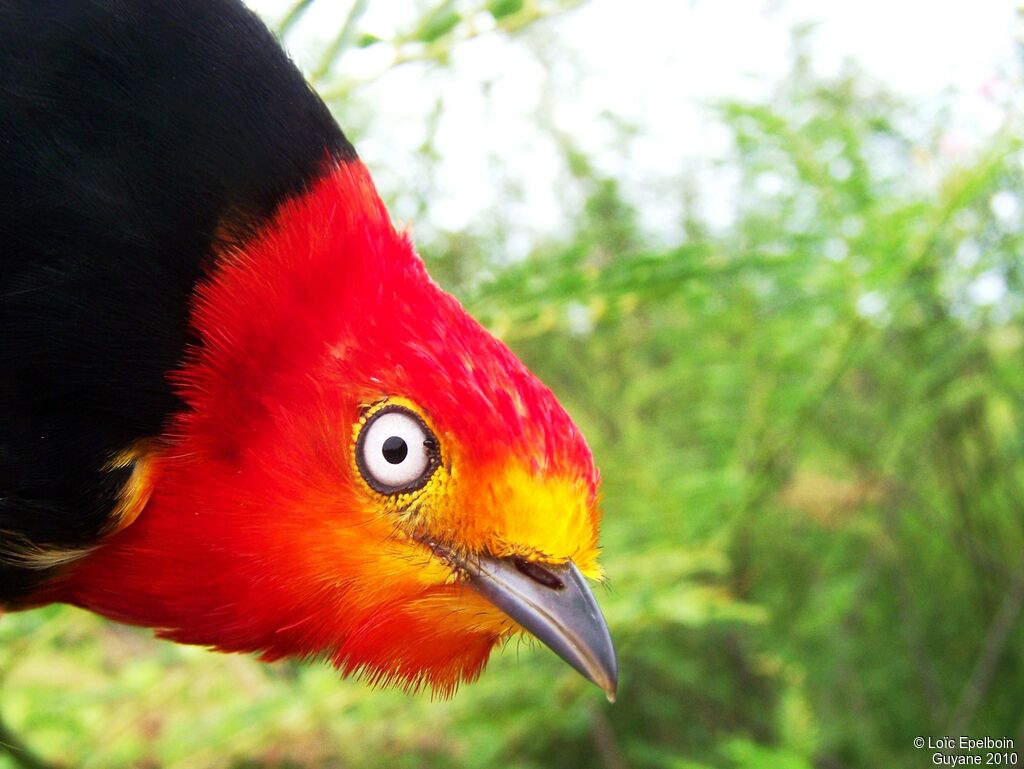 Crimson-hooded Manakin