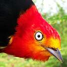 Manakin auréole