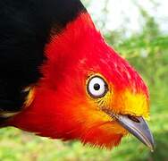 Crimson-hooded Manakin