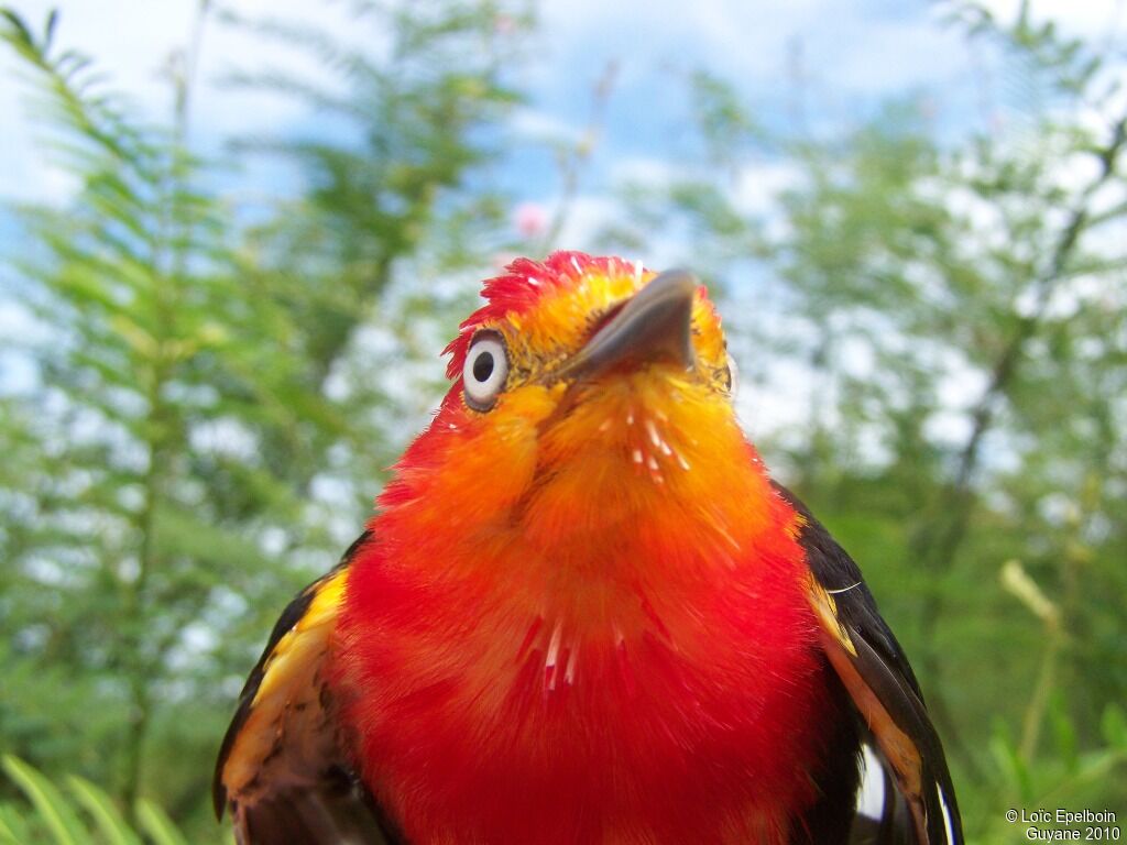 Crimson-hooded Manakin