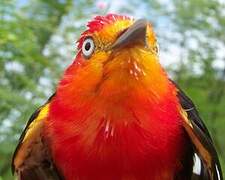 Crimson-hooded Manakin