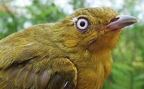 Crimson-hooded Manakin