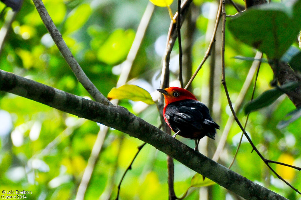 Crimson-hooded Manakin