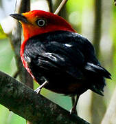 Crimson-hooded Manakin