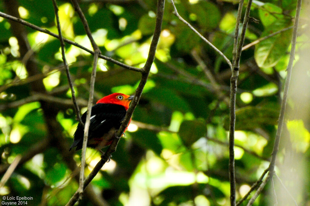 Crimson-hooded Manakin