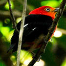 Manakin auréole