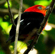 Crimson-hooded Manakin