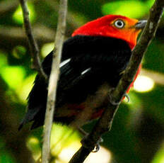 Manakin auréole