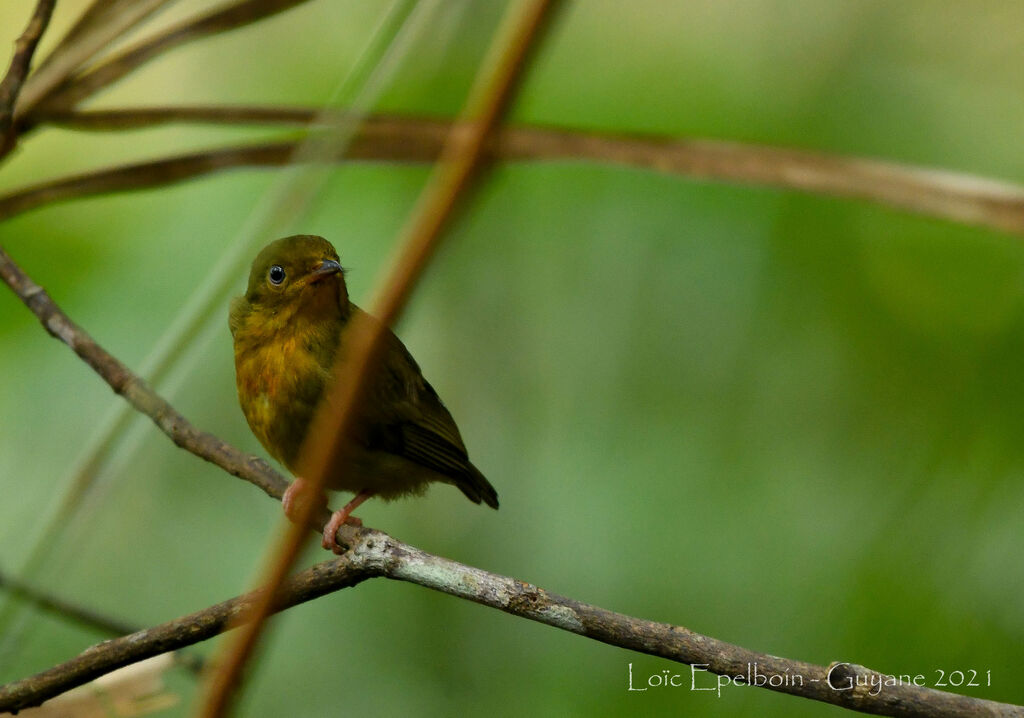 Crimson-hooded Manakin male immature