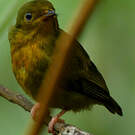 Manakin auréole