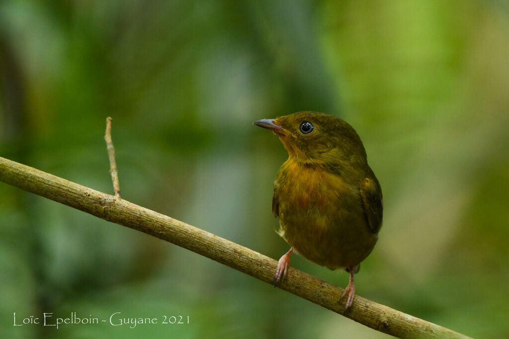 Crimson-hooded Manakin male immature