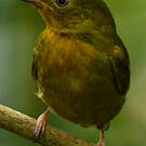 Manakin auréole