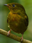 Crimson-hooded Manakin