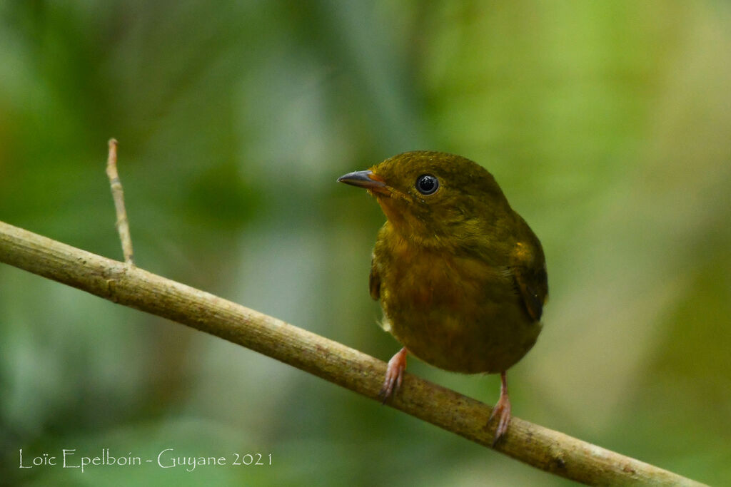 Crimson-hooded Manakin male juvenile